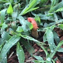 Phallus rubicundus