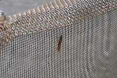 Stenocatantops mistshenkoi