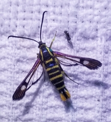 Synanthedon arkansasensis