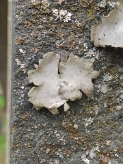 Umbilicaria hirsuta
