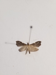 Deana hybreasalis