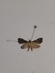 Deana hybreasalis