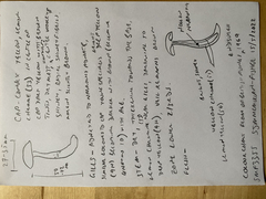 Cortinarius canarius