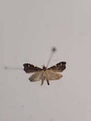 Deana hybreasalis