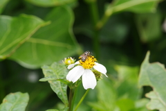 Ceratina okinawana