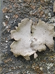 Umbilicaria hirsuta