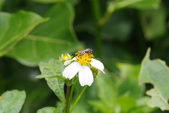 Ceratina okinawana