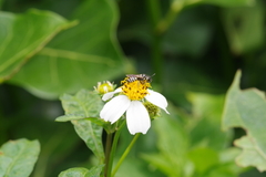 Ceratina okinawana