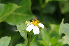 Ceratina okinawana