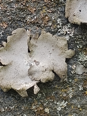 Umbilicaria hirsuta