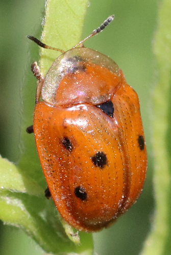 Blacklegged Tortoise Beetle