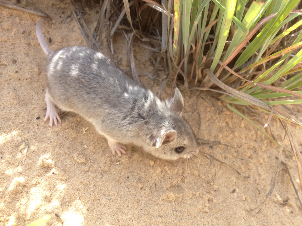 Northern Grasshopper Mouse Wildlife Of Cherry Creek State Park · Inaturalist