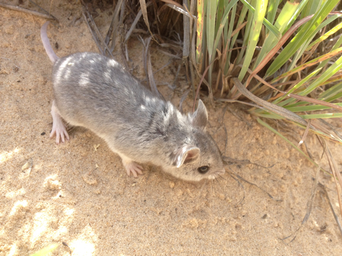 Northern Grasshopper Mouse