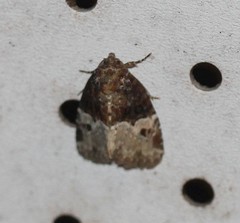 Neoligia crytora