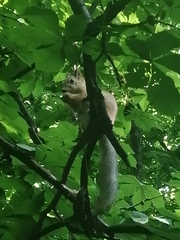 Sciurus vulgaris