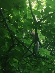 Sciurus vulgaris