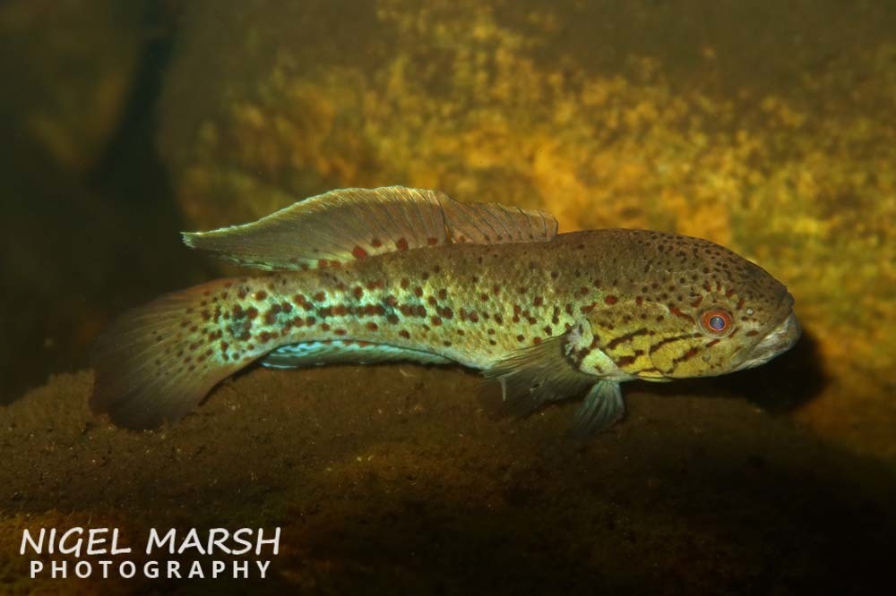 Northern Purplespotted Gudgeon