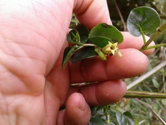 Salpichroa tristis