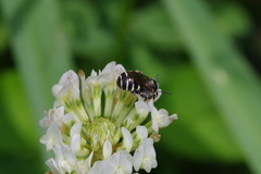 Ceratina okinawana