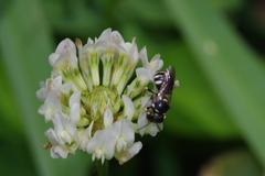 Ceratina okinawana