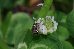 Ceratina okinawana