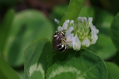 Ceratina okinawana