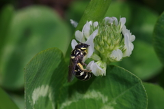 Ceratina okinawana