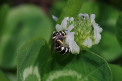 Ceratina okinawana