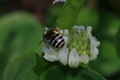 Ceratina okinawana