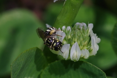 Ceratina okinawana