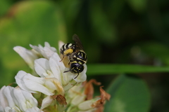 Ceratina okinawana