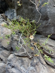 Pentatrichia integra