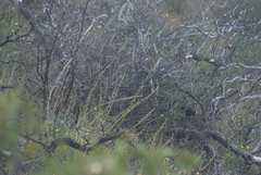 Sairocarpus virga