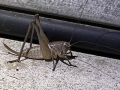 Pediodectes haldemanii