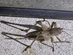 Pediodectes haldemanii