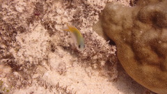 Pomachromis guamensis