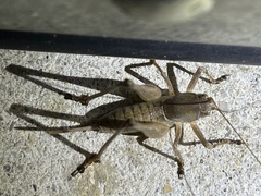 Pediodectes haldemanii