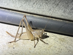 Pediodectes haldemanii