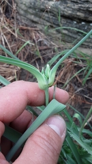 Tradescantia occidentalis
