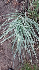 Tradescantia occidentalis