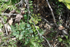 Lomatium repostum
