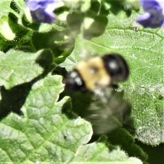 Anthophora abrupta