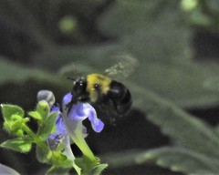 Anthophora abrupta