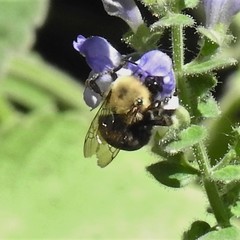 Anthophora abrupta
