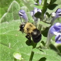 Anthophora abrupta