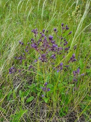 Nepeta ucranica
