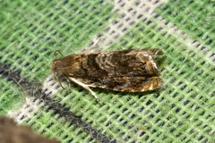 Grapholita janthinana