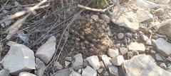 Mammillaria heyderi