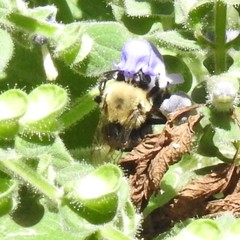 Anthophora abrupta