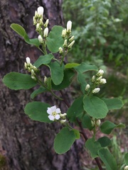 Amelanchier spicata